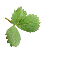 Latelier Des Douceurs Boulangerie Artisanale Vence Leaf 1